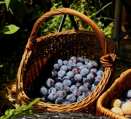 Prune bleue de Bajamont